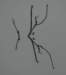 branches17_small.jpg