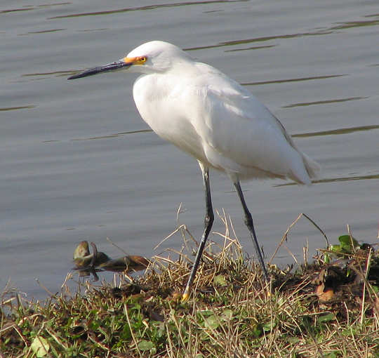 Click here to see more photographs of this egret.