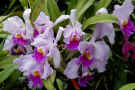 orchid176a.jpg (76494 bytes)