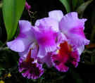 orchid180a.jpg (47910 bytes)
