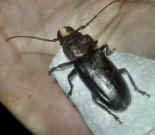 beetle2.jpg (38780 bytes)