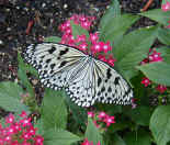 butterfly2.jpg (140591 bytes)