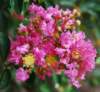 crepemyrtle68_small.jpg