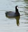 a_coot_112_small.jpg
