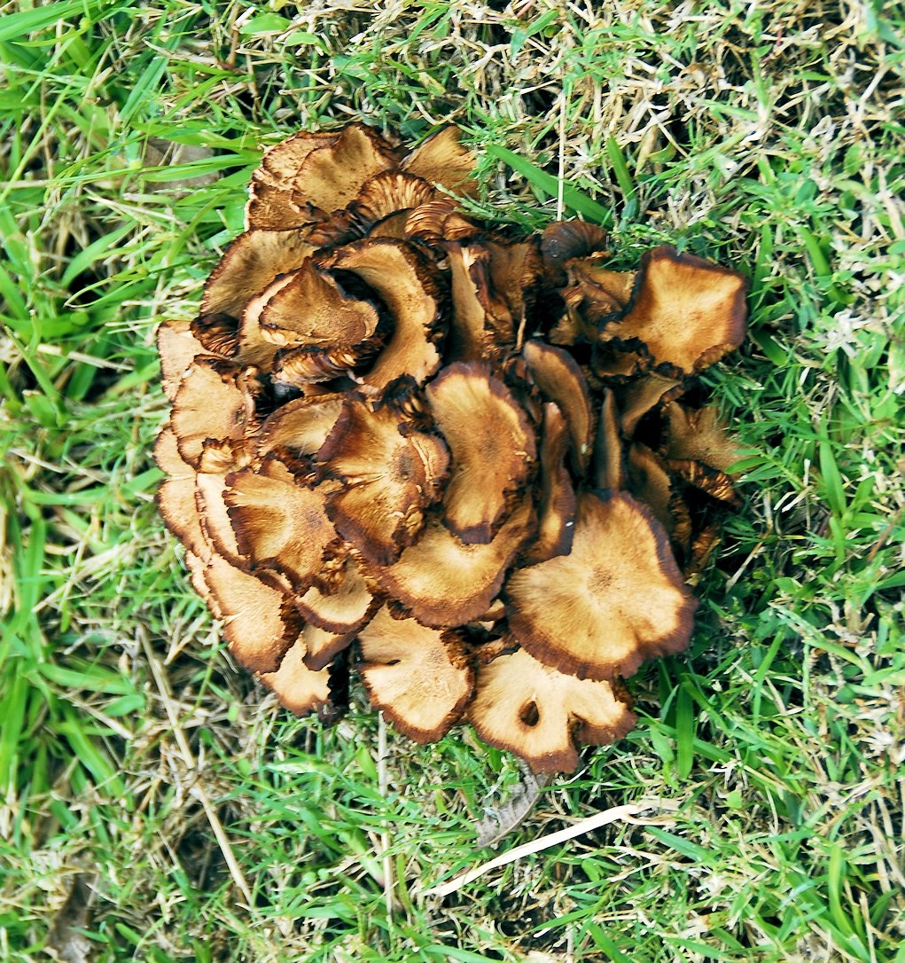 a_mushroom_38.jpg