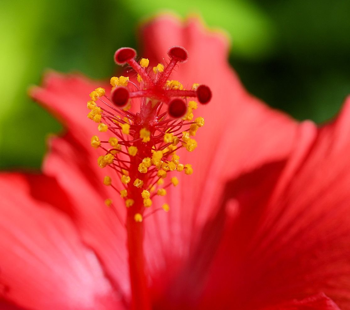hibiscus10.jpg