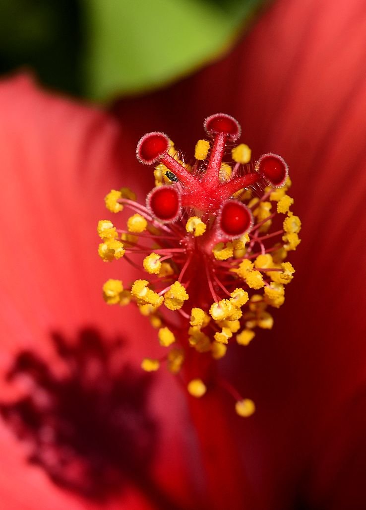 hibiscus31.jpg
