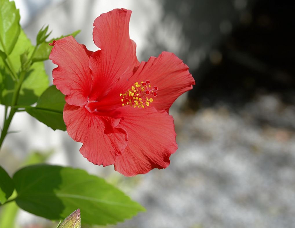 hibiscus33.jpg