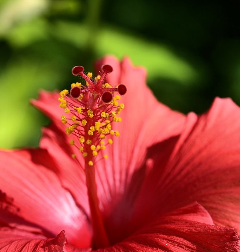 hibiscus7.jpg