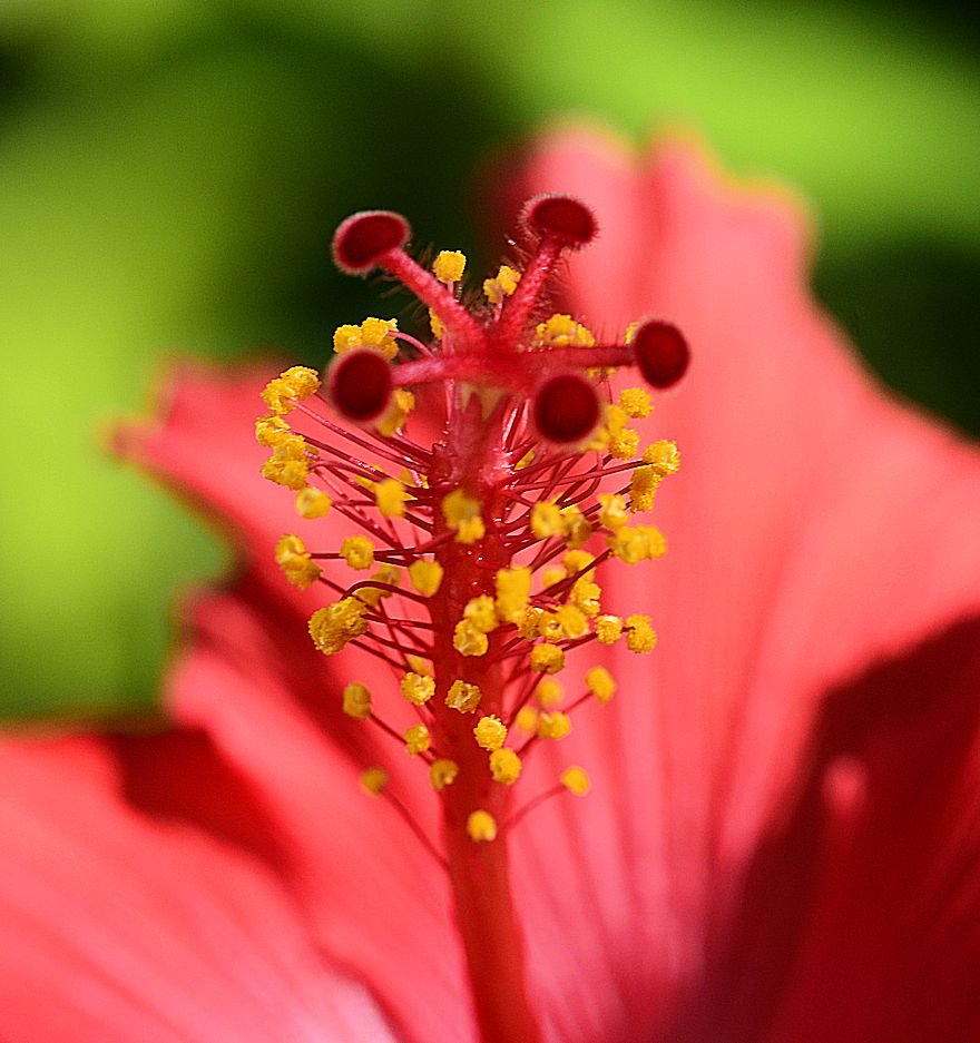 hibiscus8.jpg