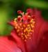 hibiscus9_small.jpg