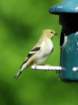 a_goldfinch_57_small.jpg