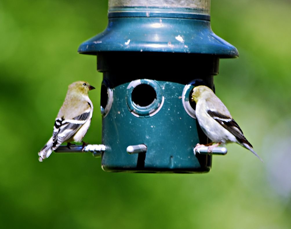a_goldfinches_110.jpg