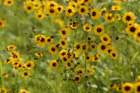 a_coreopsis_40_small.jpg
