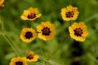 a_coreopsis_44_small.jpg