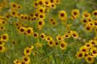 a_coreopsis_48_small.jpg