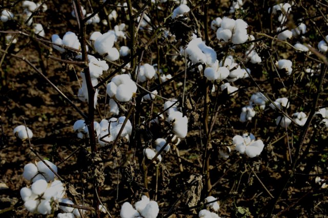 cotton_6.jpg