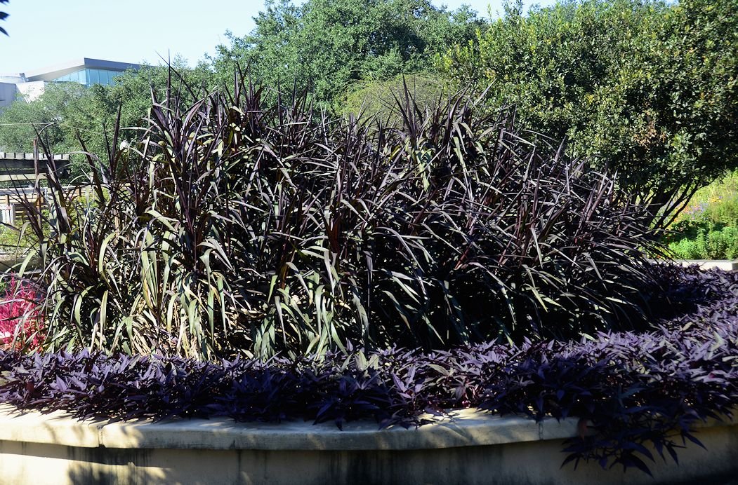 purpleplant_46.jpg