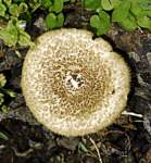 mushroom16_small.jpg