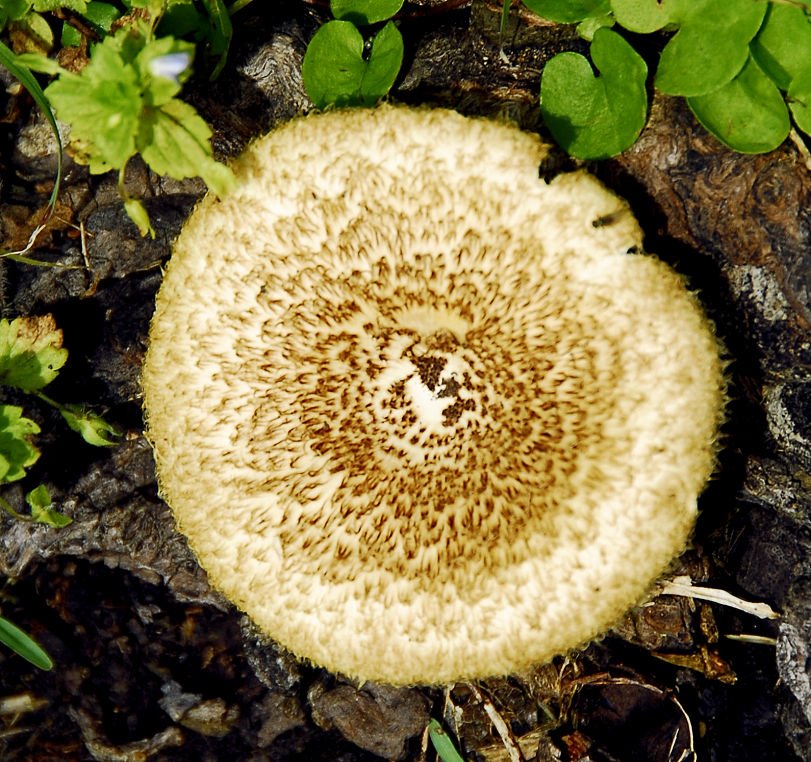 mushroom19.jpg