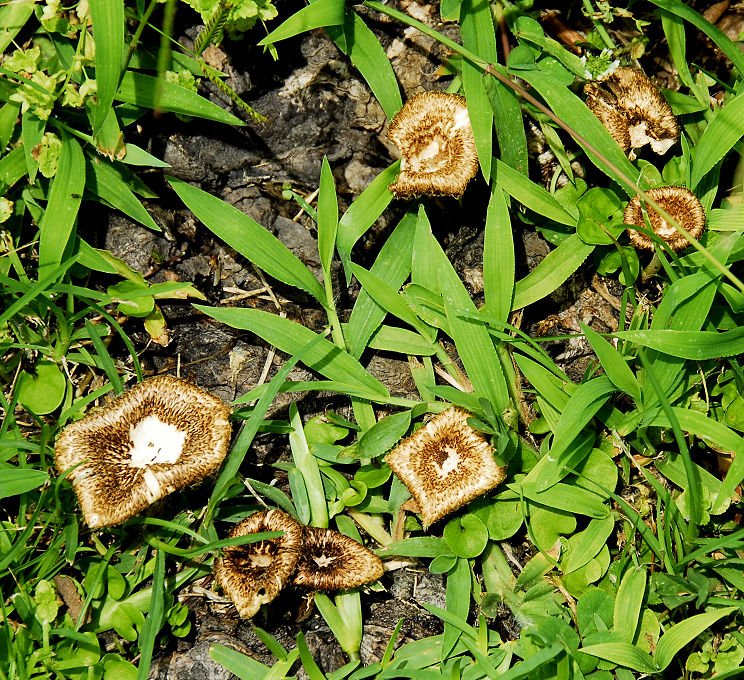 mushroom20.jpg