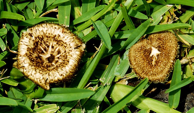 mushroom21.jpg