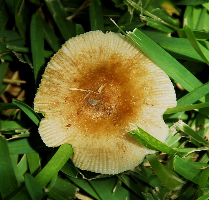 mushroom37.jpg
