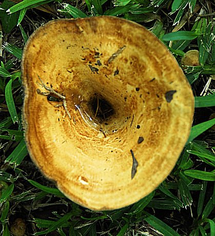 mushroom39.jpg