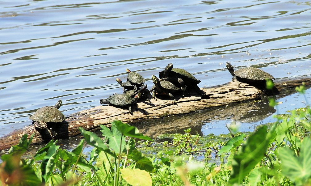 turtles28.jpg