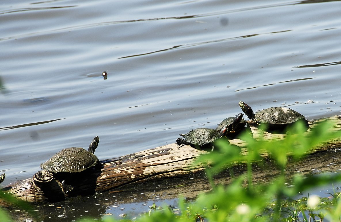 turtles35.jpg