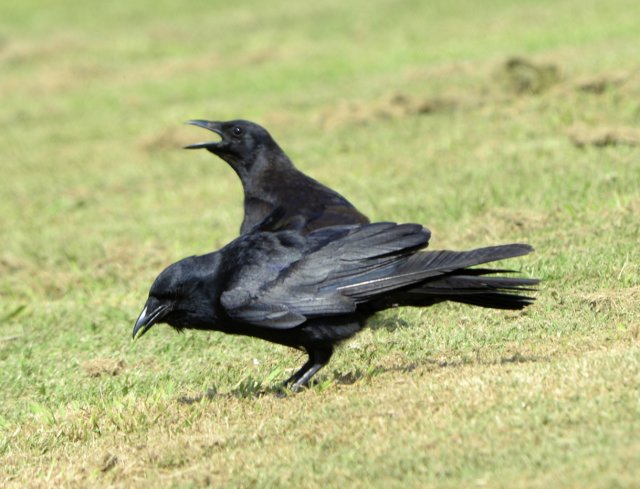 crows95.jpg