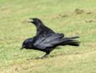 crows95_small.jpg