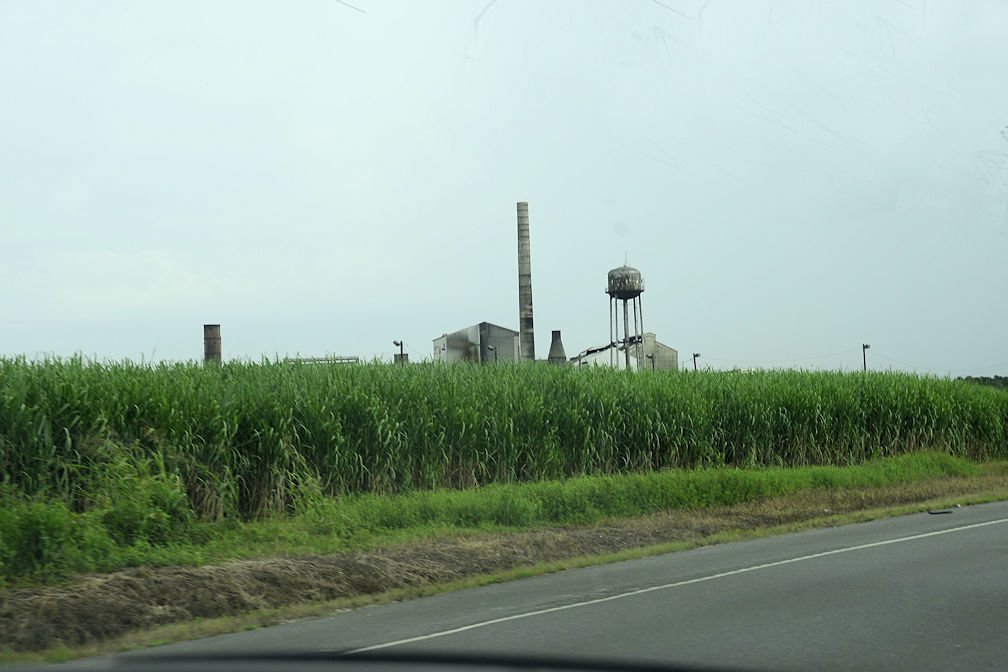 sugarcane71.jpg