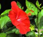 ahibiscus_3_small.jpg