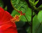 ahibiscus_4_small.jpg