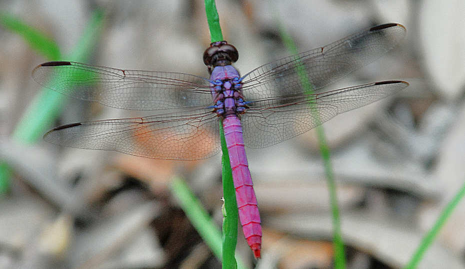 Left click now to see more images of this dragonfly.