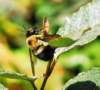 abumblebee16_small.jpg