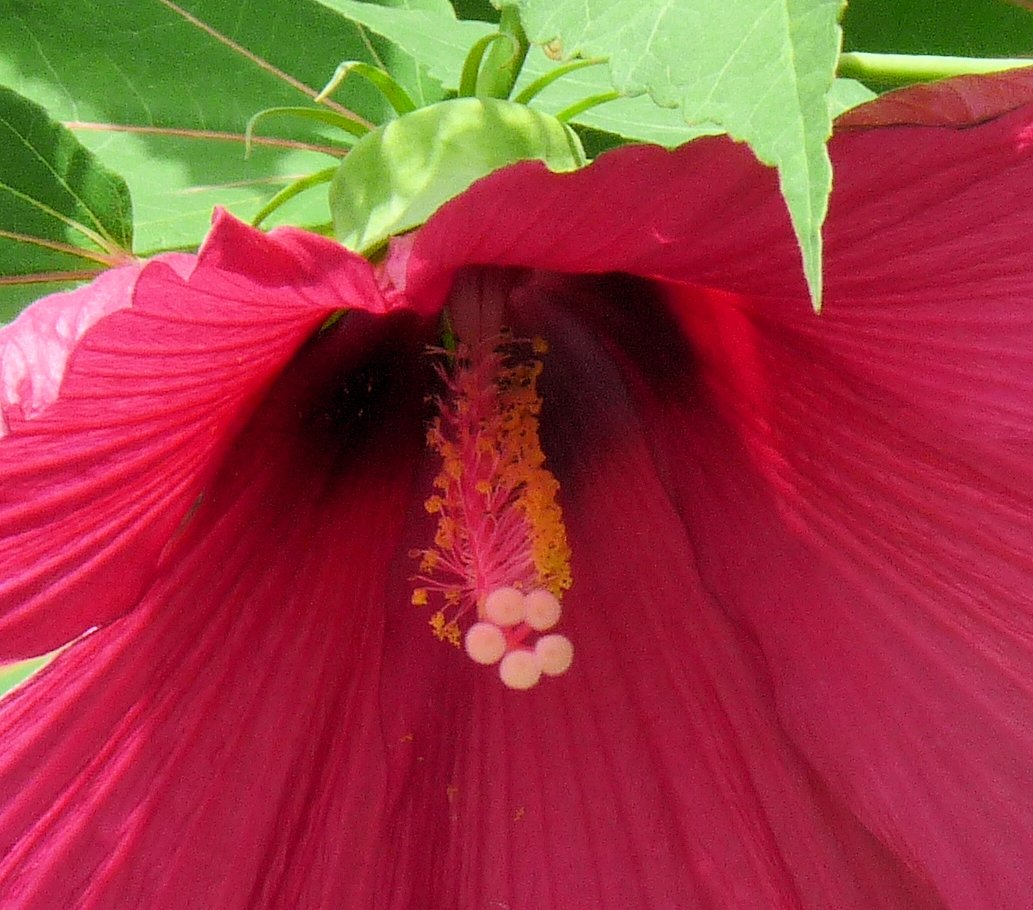 hibiscus3.jpg