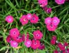 a_dianthus_106_small.jpg