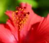hibiscus10_small.jpg