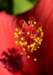 hibiscus31_small.jpg