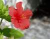hibiscus33_small.jpg