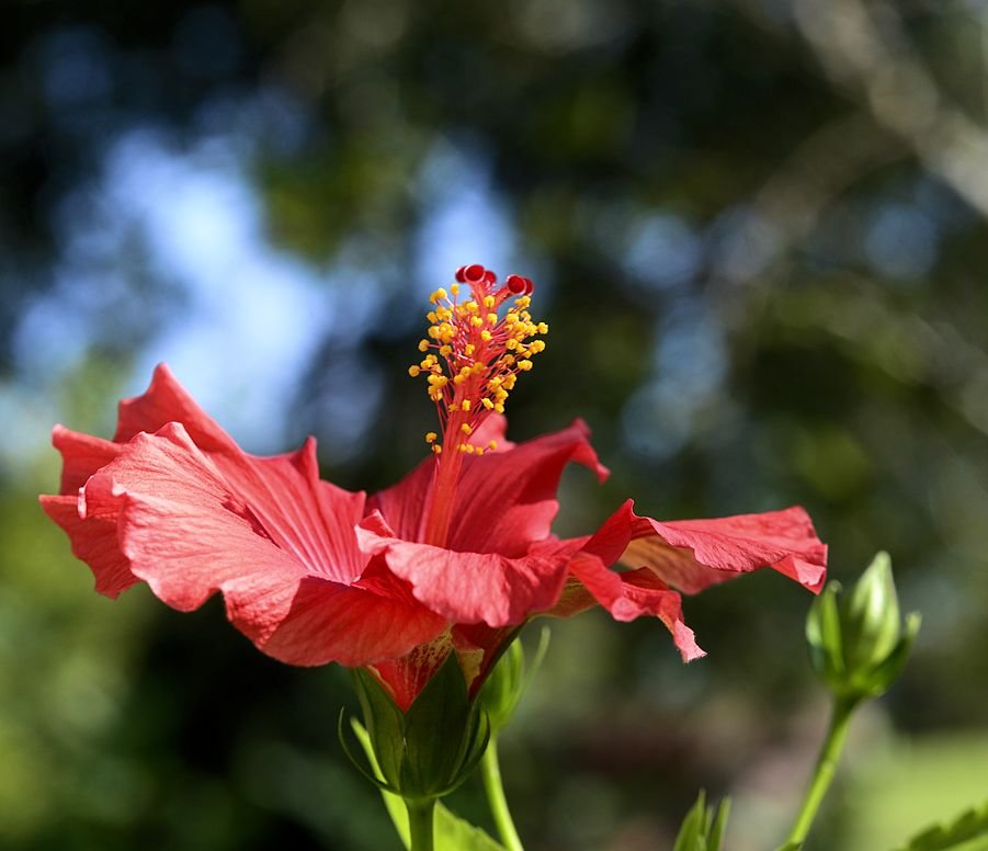 hibiscus5.jpg