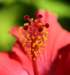 hibiscus8_small.jpg
