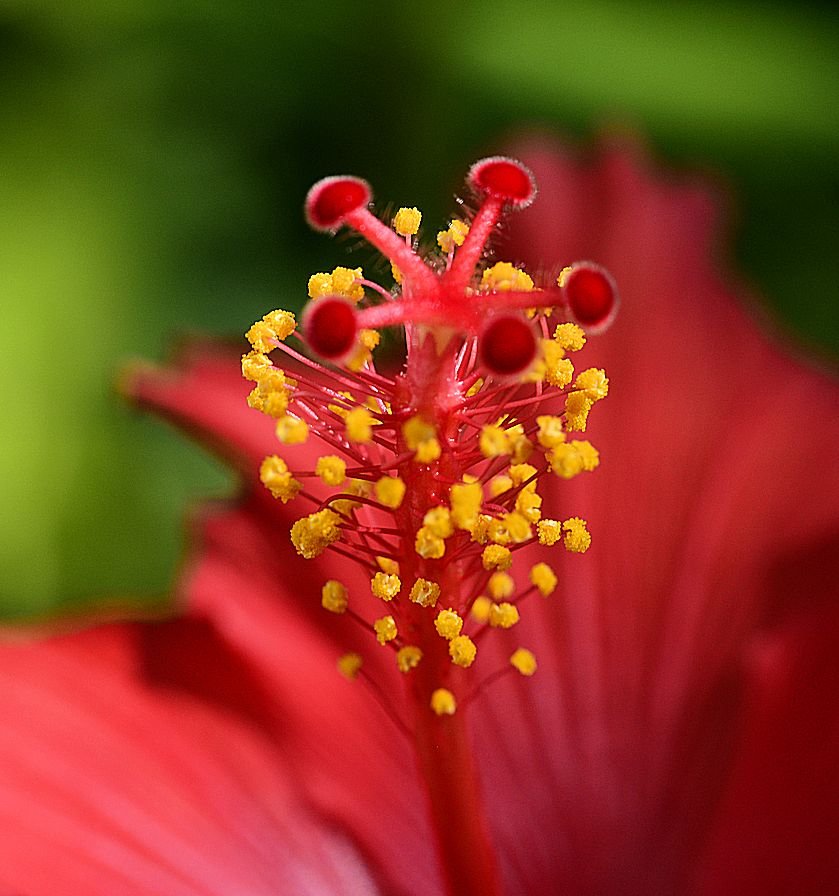 hibiscus9.jpg