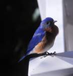 a_bluebird_61_small.jpg