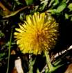 a_n_yellowflower_n_109_small.jpg