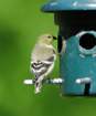 a_goldfinch_59_small.jpg