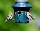 a_goldfinches_110_small.jpg
