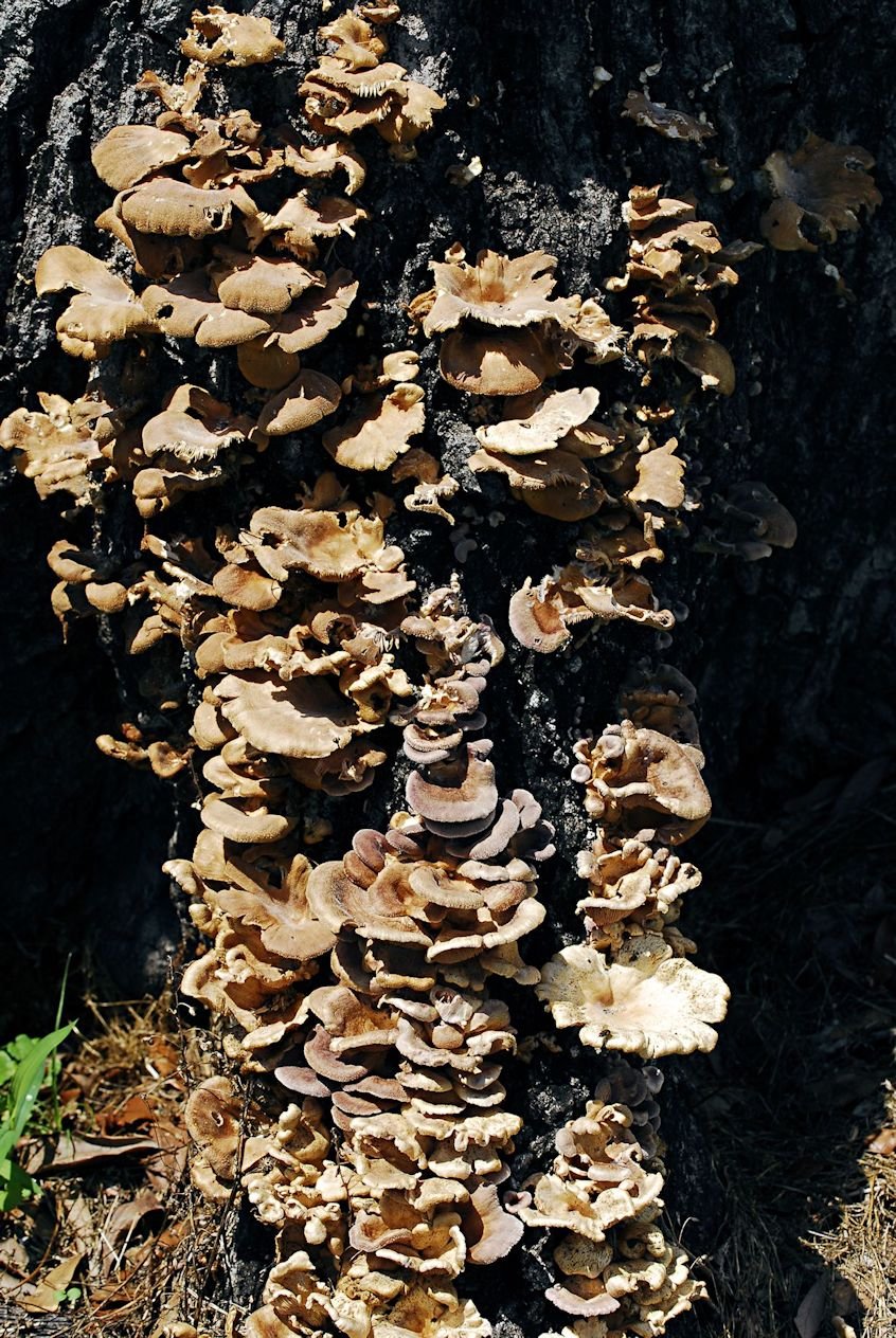 a_mushrooms_1.jpg